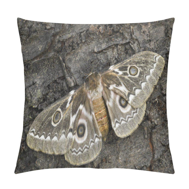 Personality  Zig-Zag Emperor Silkmoth - Gonimbrasia Tyrrhea, Beautiful Large Moth From African Forests And Bushes. Pillow Covers