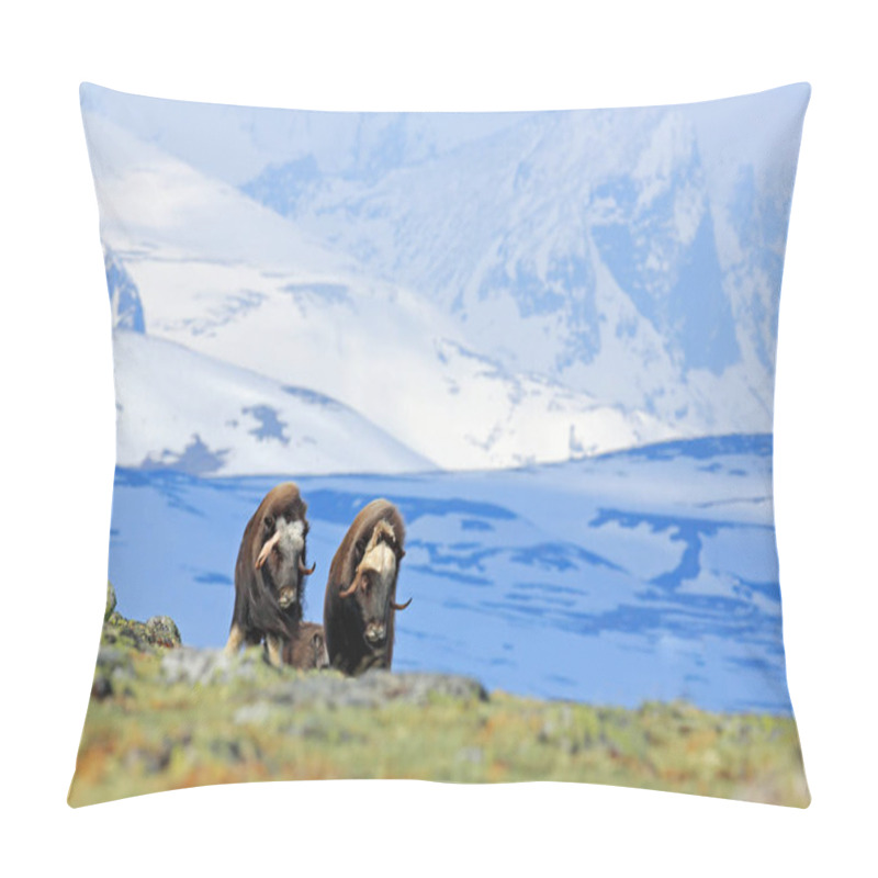 Personality  Big Long Fur Animals With Mountain And Snow On Background, Norway. Pillow Covers