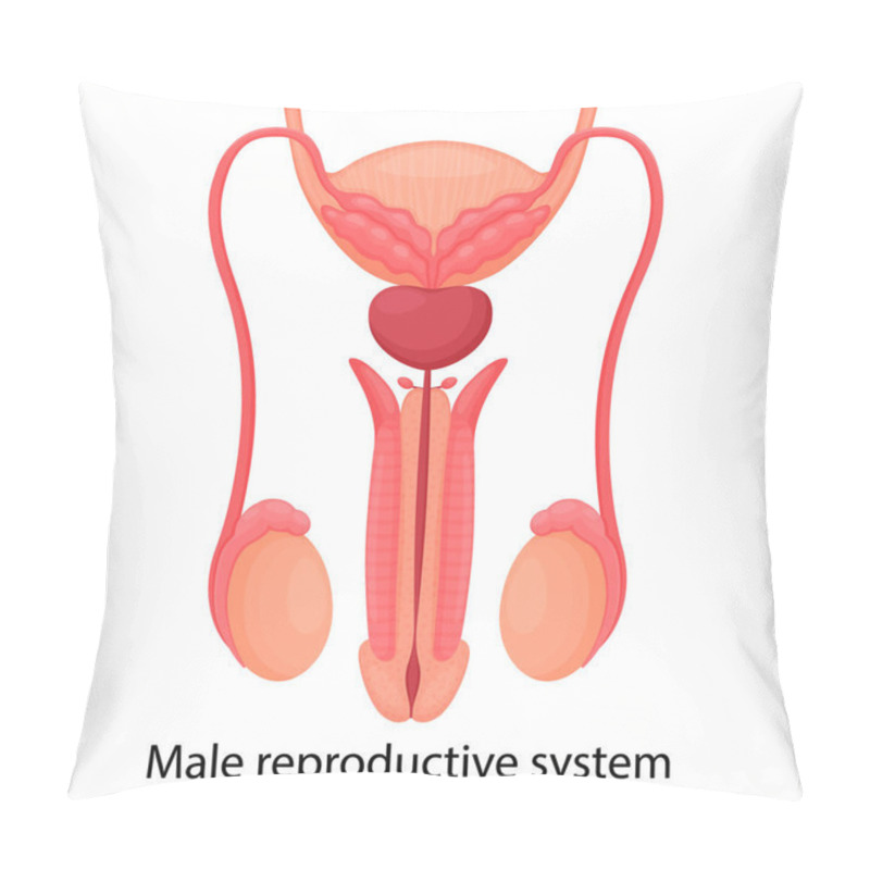 Personality  Male Reproductive System With Indicated Main Parts, Isolated On White Background. Front View. Vector Illustration, Flat Design Pillow Covers