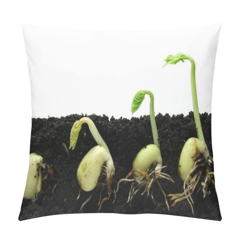 Personality  Germinating Beans Seeds Pillow Covers