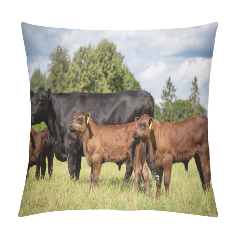 Personality  Black Angus Cow In Green Grass On Summer With Calves Pillow Covers