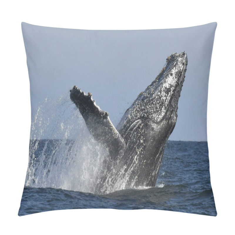 Personality  Humpback Whale Breaching. Humpback Whale Jumping Out Of The Water. South Africa.  Pillow Covers