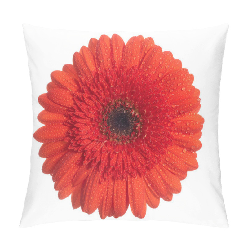 Personality  Red Daisy-gerbera Isolated On White Back Pillow Covers