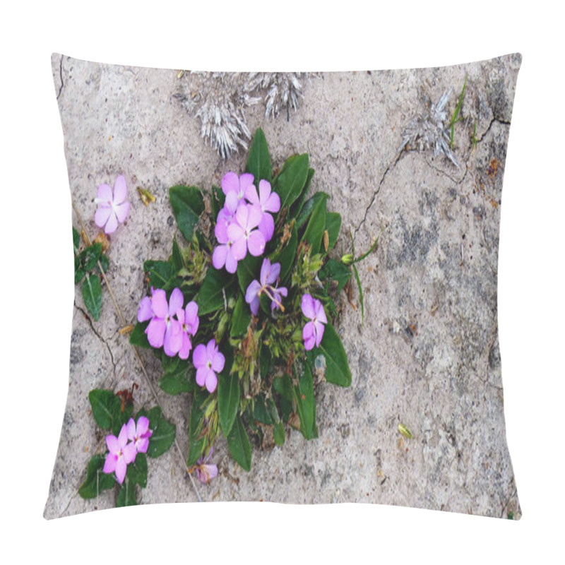 Personality  Pink Periwinkle Growing In Very Dry Cracked Ground In Wild Nature, Ecuador Pillow Covers