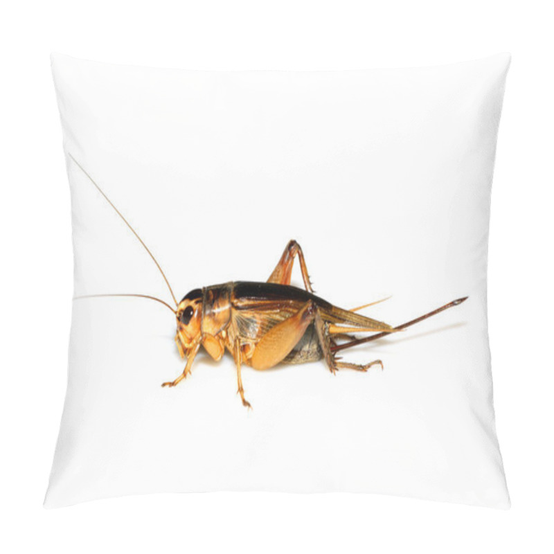 Personality  Insects Cricket, Grasshopper Pillow Covers