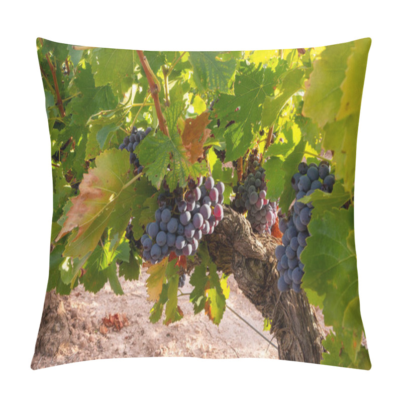 Personality  Discover The Allure Of Nature Intertwined With Wine Culture In Our Stunning Vineyard Photography Collection. Immerse Yourself In The Lush Vineyards As Grapes Ripen On The Vine, Showcasing The Beauty Of The Winemaking Process. Perfect For Stock Agenci Pillow Covers