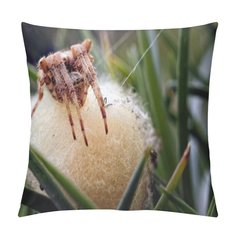 Personality  A Photograph Showing A Common Garden Spider (Araneus Diadematus) Guarding Her Recently Laid Eggs. Pillow Covers