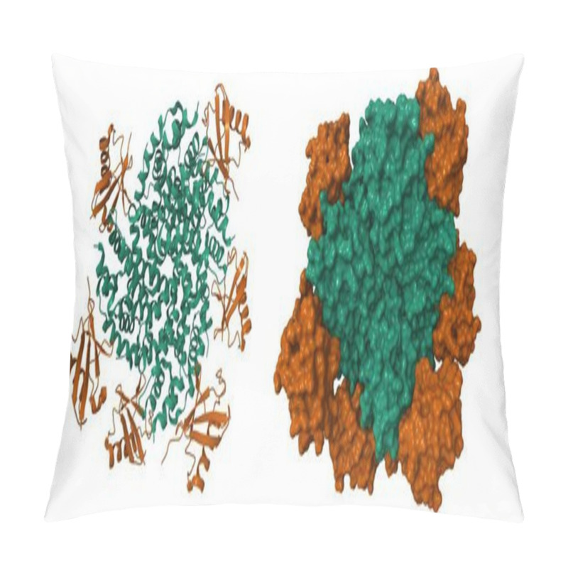 Personality  Structure Of Human RIG-I 2CARD-Ubiquitin Complex. 3D Cartoon And Molecular Surface Models, PDB 4nqk, Entity Id Color Scheme, White Background. Pillow Covers