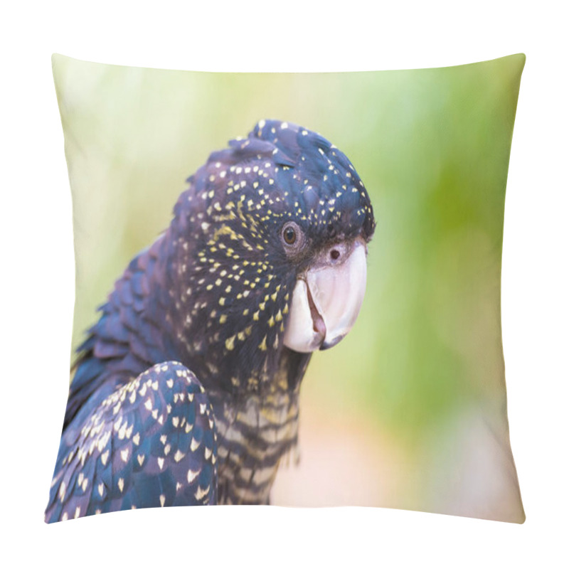 Personality  Portrait Of An Red-tailed Black Cockatoo, Australian Native Bird Pillow Covers