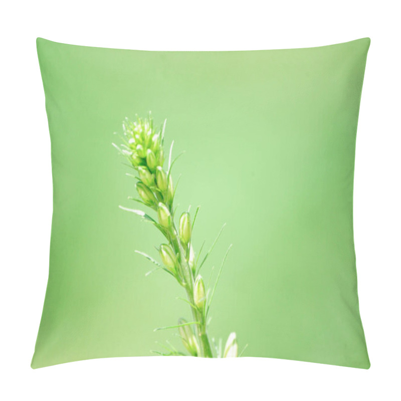 Personality  Close-up Of A Green Flowering Plant Against A Soft Green Background. Pillow Covers