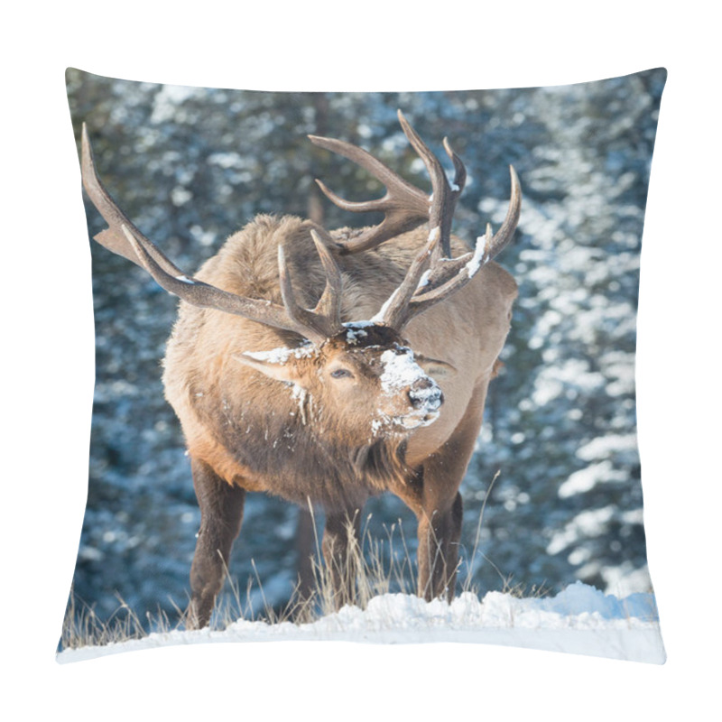 Personality  Elk In Wild, Animal. Nature, Fauna Pillow Covers