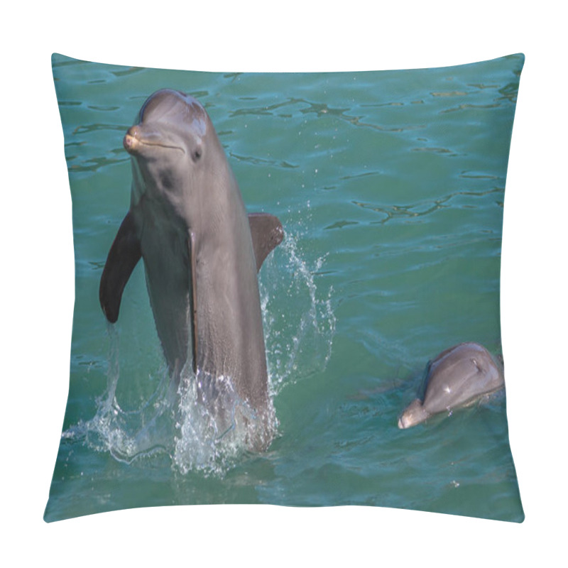 Personality  Dolphins Playing In A Water Park For People's Amusement, Riviera Maya, Mexico. Pillow Covers