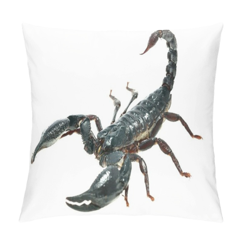 Personality  Large Black Scorpion Pillow Covers