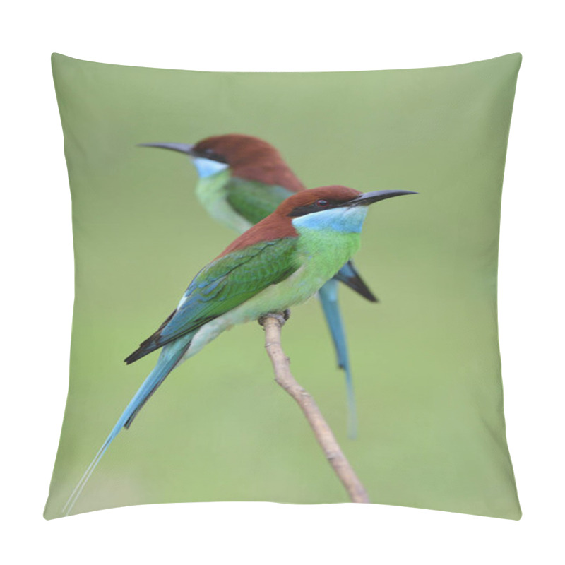 Personality  Pair Of Merops Viridis Or Blue-throated Bee-eater Together On Branch Waiting For Flying Bee Around, Beautiful Wild Animal In Thailand Pillow Covers