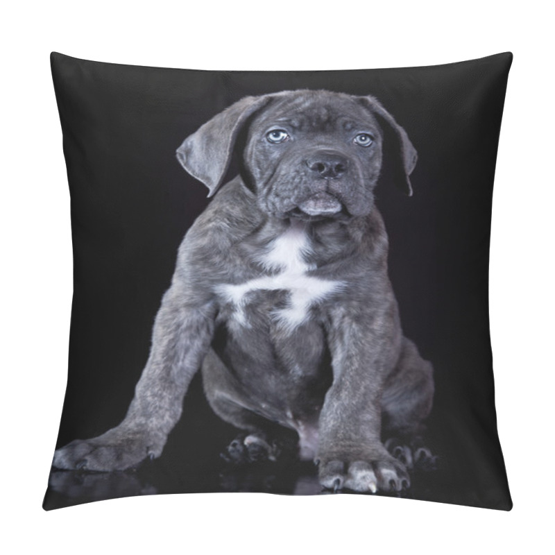 Personality  Puppy Dog Cane Corso Pillow Covers