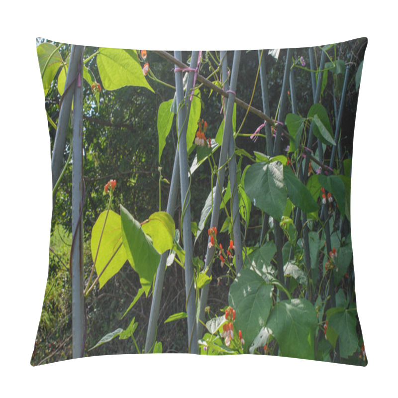 Personality  Runner Bean Plants Growing Up Canes In A Vegetable Garden. Gardener Ties Up The Trailing New Shoots, Growth, Protecting The Vines And Red Flower Crops.  Pillow Covers