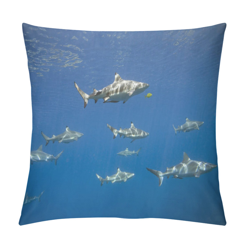 Personality  School Of Blacktip And Grey Reef Sharks  Pillow Covers