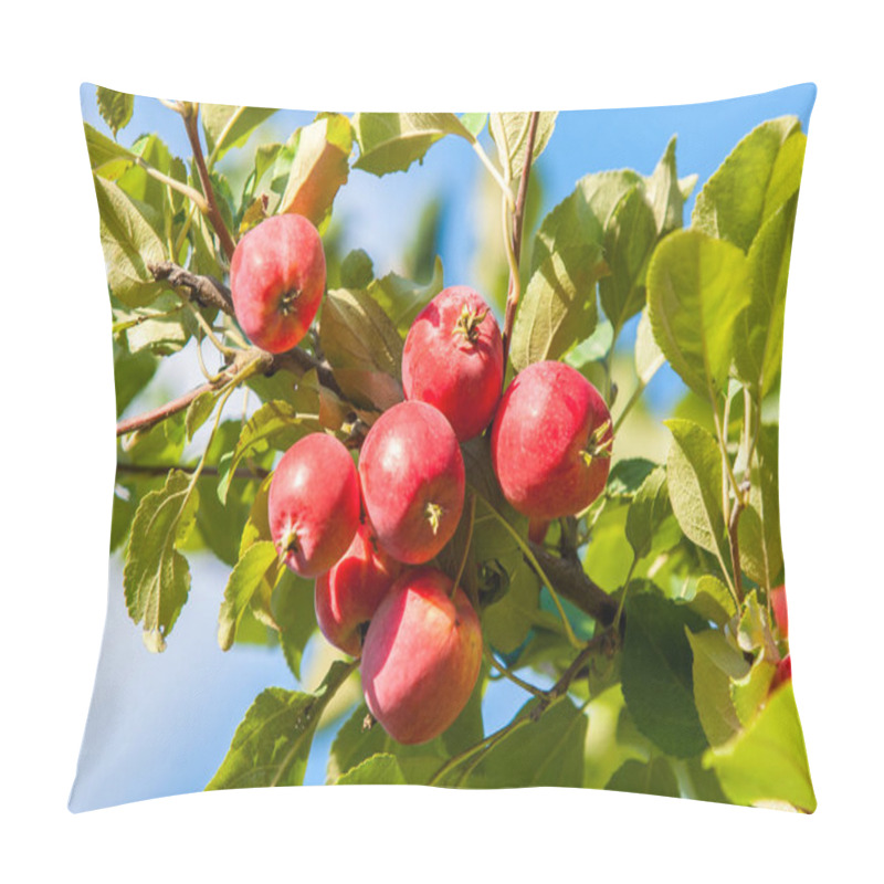 Personality  Crabapple And Wild Apple. Malus  Is A Genus Of About  Species Of Small Deciduous Apple Trees Or Shrubs In The Family Rosaceae Pillow Covers