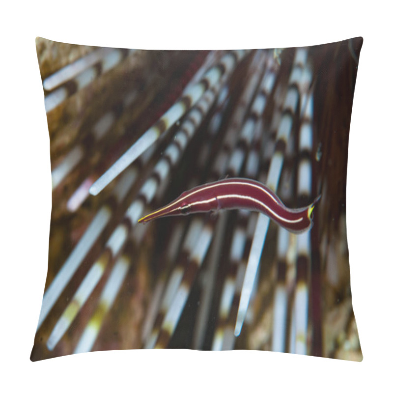 Personality  Long-Snout Clingfish Diademichthys Lineatus Pillow Covers