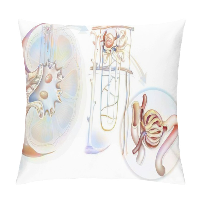 Personality  Urinary System From Kidney To Glomerulus With Structures Of Kidney And Ureter. Pillow Covers