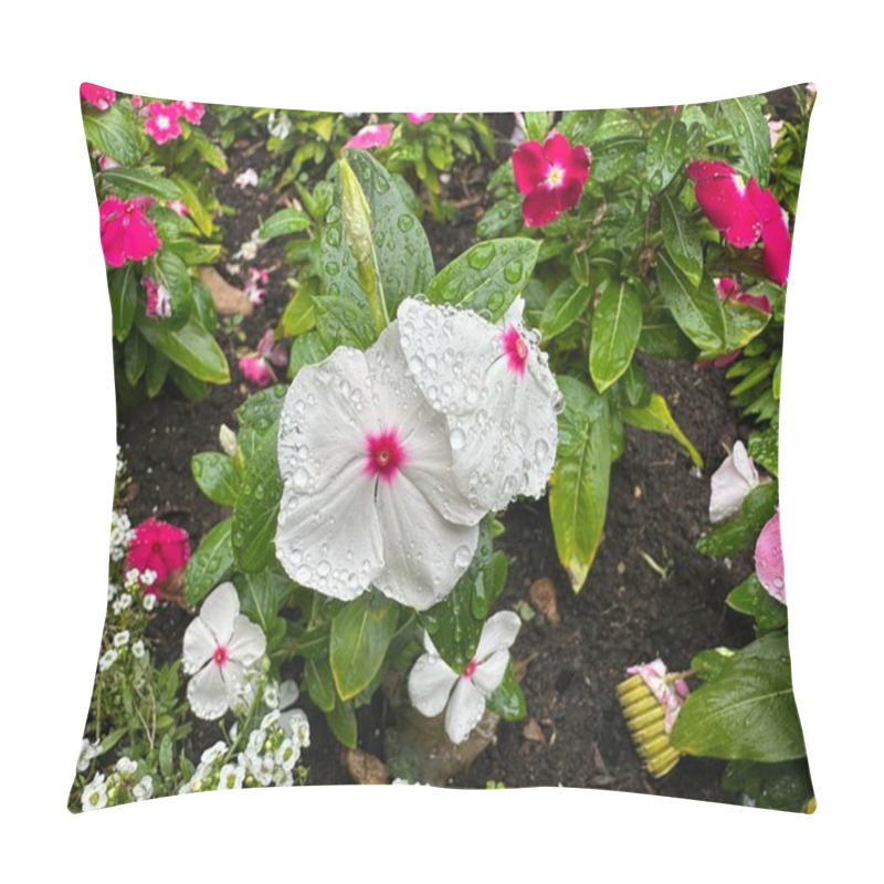 Personality  Close-up Of Vibrant Pink And White Vinca Flowers Covered In Raindrops, Surrounded By Lush Green Leaves And Blooming In A Garden, Displaying Freshness And Natural Beauty After Rain. Pillow Covers