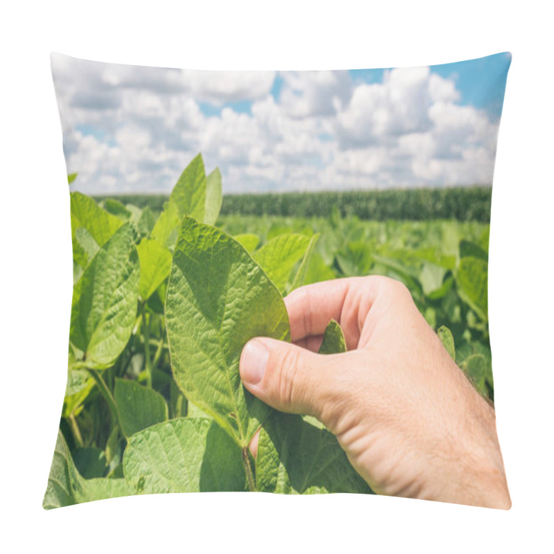 Personality  Farm Worker Controls Development Of Soybean Plants, Close Up Of Hand. Agronomist Checking Soya Bean Crops Growing In The Field. Pillow Covers