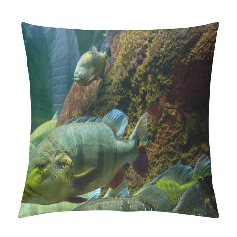 Personality  A Closeup Of Cichla Temensis Underwater. Pillow Covers