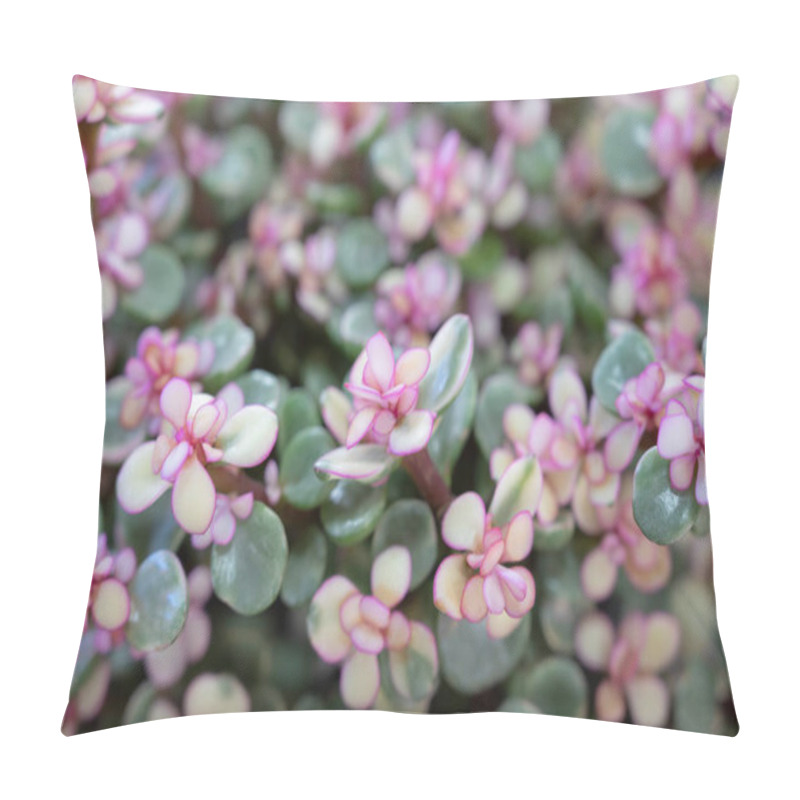 Personality  Natural Background Of Elephant Bush, A Small-leaved Succulent Plant, The Leaves Are Green, And The Top Is Pink. Variegated Plants. The Ornamental Plants For Decorating In The Garden Or Room Decor. Pillow Covers