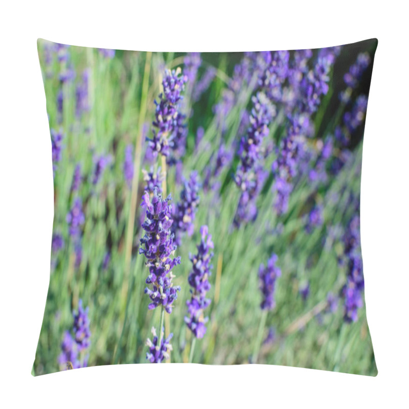 Personality  Many Small Blue Lavender Flowers In A Garden In A Sunny Summer Day Photographed With Selective Focus, Beautiful Outdoor Floral Background Pillow Covers