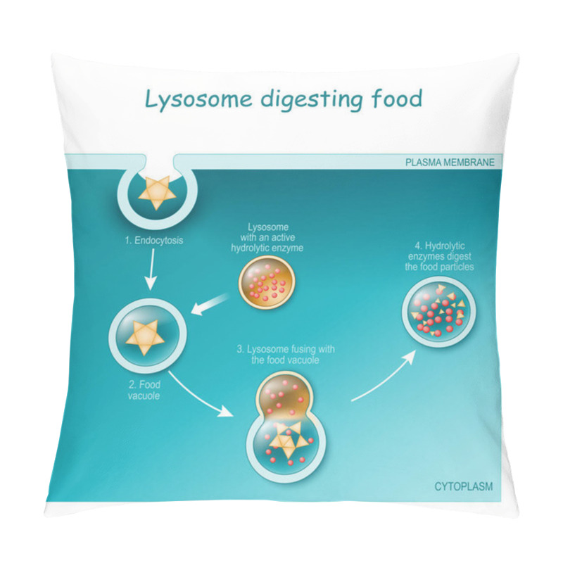 Personality  Endocytosis. Lysosome Digesting Food. Part Of Cell (plasma Membrane, Cytoplasm And Lysosome), With Food Vacuole. Lysosome Fusing With The Food Vacuole. Vector Illustration Pillow Covers