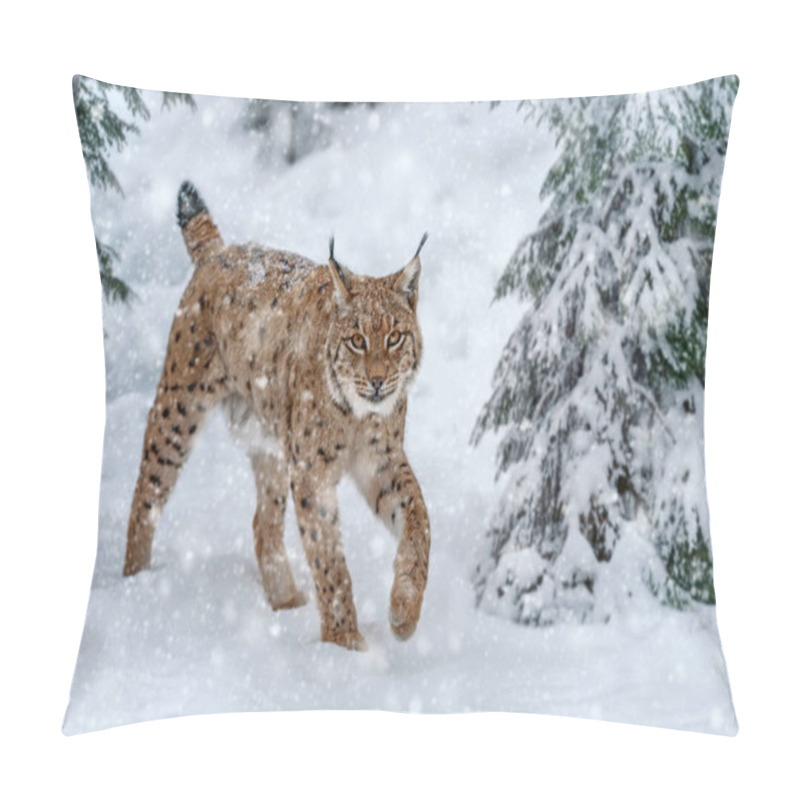 Personality  Closeup Adult Lynx In Cold Time. Bobcat Snow In Wild Winter Nature. Action Wildlife Scene With Dangerous Animal Pillow Covers