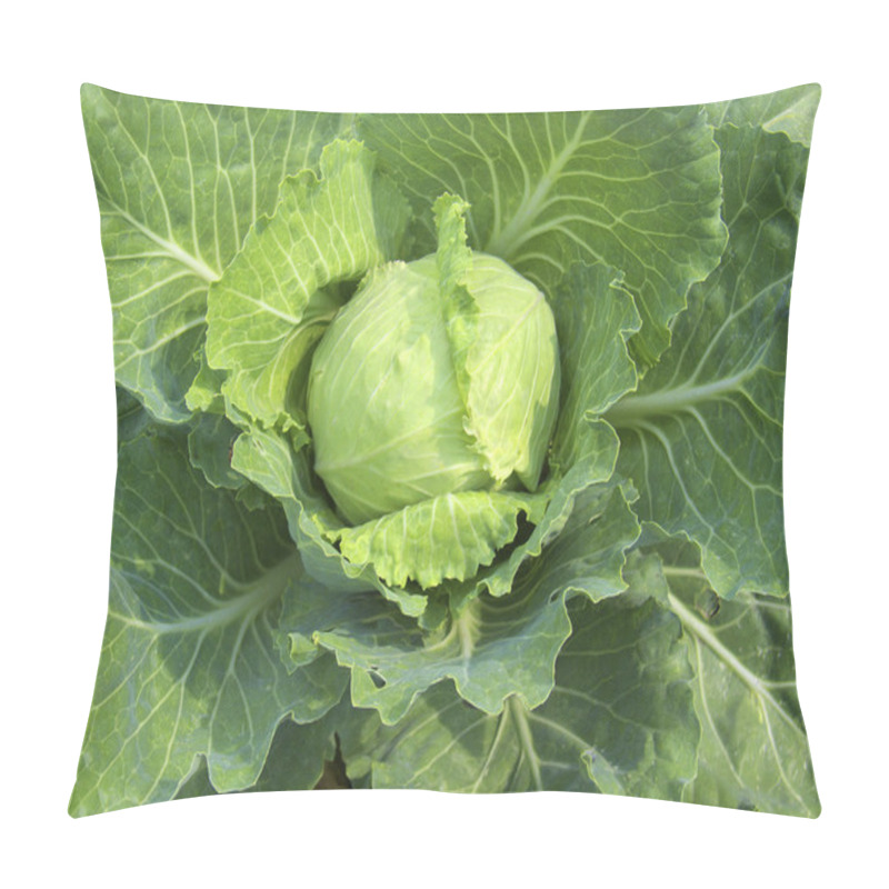 Personality  Cabbage Pillow Covers