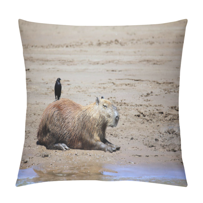 Personality  Capybara Lying On The River Bank, With A Bird On Its Back Tambopata, Amazon Rainforest, Peru Pillow Covers