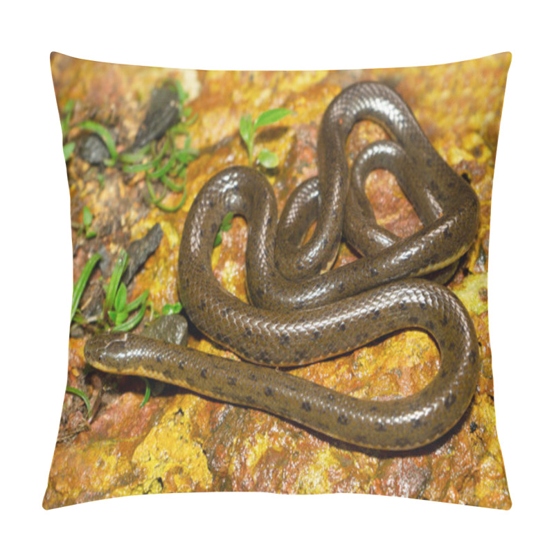 Personality  Olive Forest Snake, Rhabdops Aquaticus, Endemic To Western Ghats, Satara, Maharashtra, Indi Pillow Covers