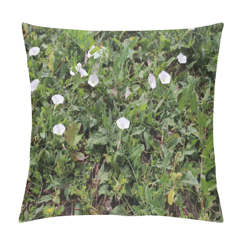 Personality  Weed Morning Glory Or Lesser Bindweed, Convolvulus Arvensis Flowers Pillow Covers