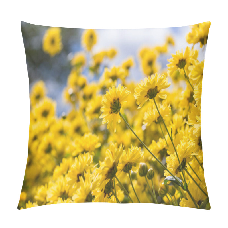 Personality  Yellow Flowers Of Chrysanthemum Plants In Natural Field Outdoors Pillow Covers