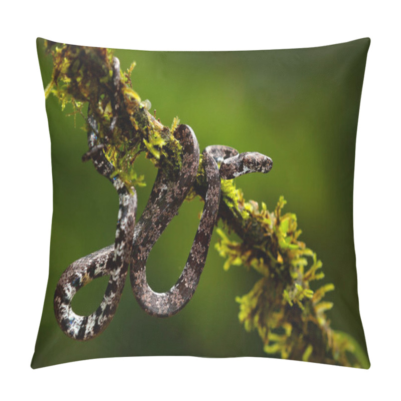 Personality  Puffing Snake, Pseustes Poecilonotus, In Dark Habitat. Non Venomous Snake In The Nature Habitat. Poisonous Animal From South America. Yellow Blue Snake In The Nature. Wildlife Costa Rica Pillow Covers