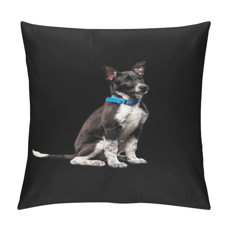 Personality  Pooch Dark Dog In Collar Isolated On Black Pillow Covers