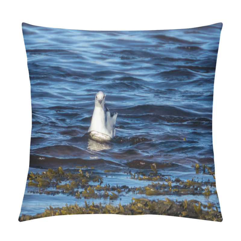 Personality  Little Gull, The Smallest Gull In The World.  A Very Rainy And Tiny Gull In The Water, River, Estuary, Shore Line, Feeding In The Blue Sea And The Seaweed In The Sunshine Pillow Covers