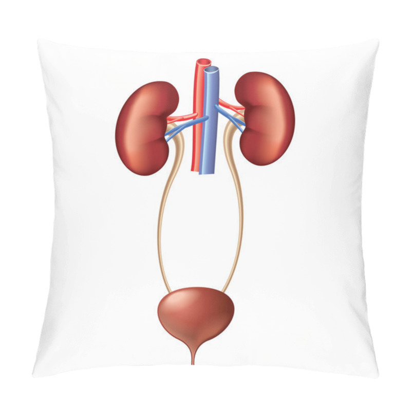 Personality  Urinary System Anatomy Isolated On White Vector Pillow Covers