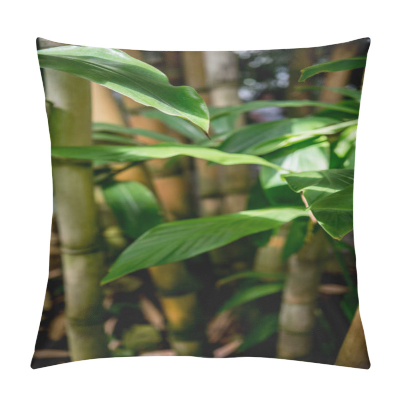 Personality  Selective Focus Of Green Leaves Of Bamboo Trees With Sunlight  Pillow Covers