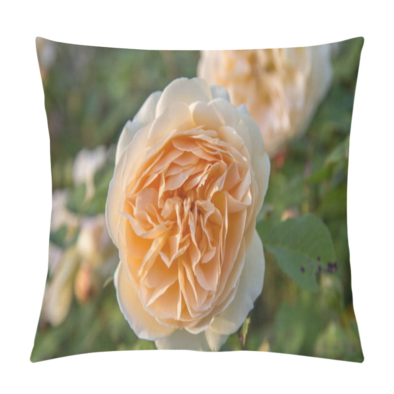 Personality  Blooming Yellow Rose In The Garden On A Sunny Day. Pillow Covers