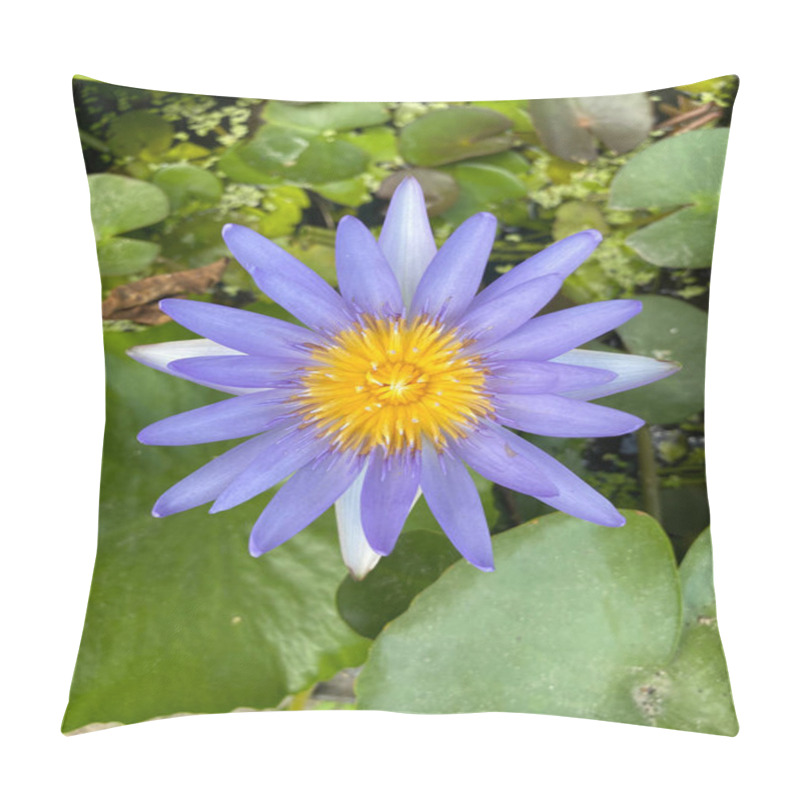 Personality  Blue Waterlily In The Garden Pillow Covers