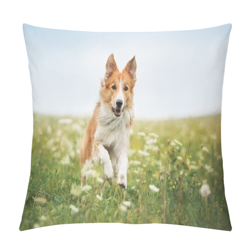 Personality  Red Border Collie Dog Running In A Meadow Pillow Covers