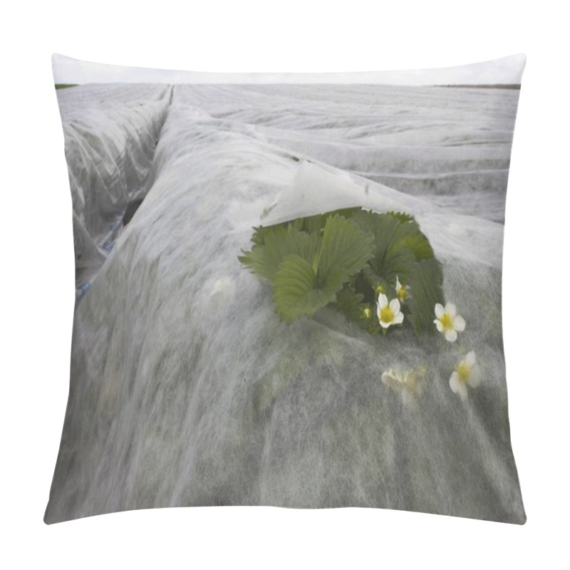 Personality  Strawberry Plants In Garden  Pillow Covers