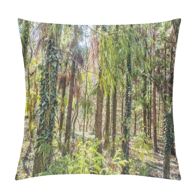 Personality  Evergreen Trees In Arboretum Tesarske Mlynany, Slovakia Pillow Covers