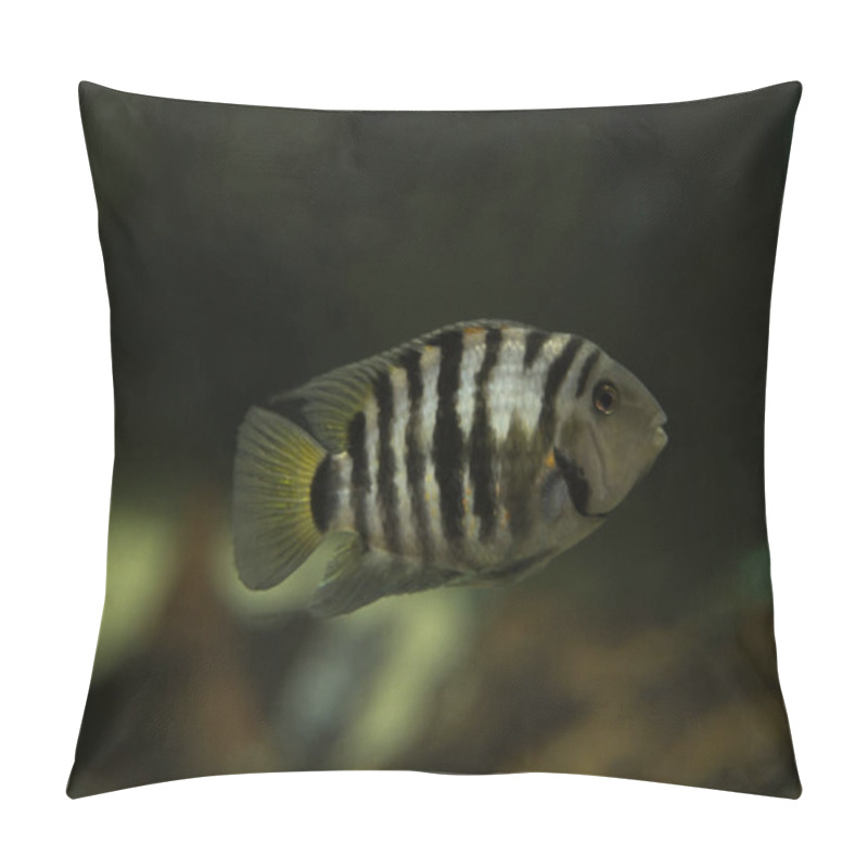 Personality  The Convict Cichlid (Amatitlania Nigrofasciata). Pillow Covers