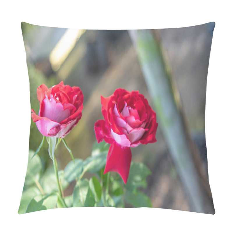 Personality  Rose Flowers X Grandiflora Hort Pillow Covers