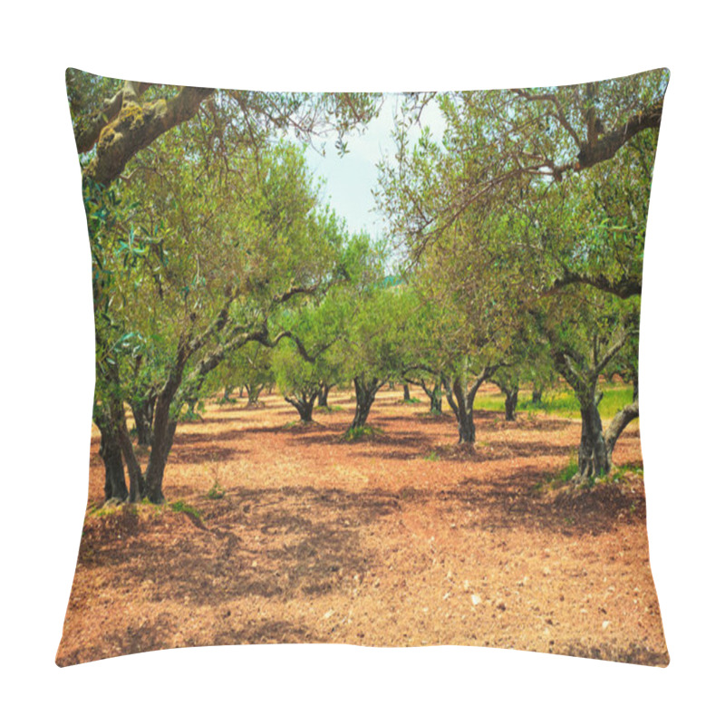 Personality  Olive Trees Olea Europaea In Crete, Greece For Olive Oil Production Pillow Covers