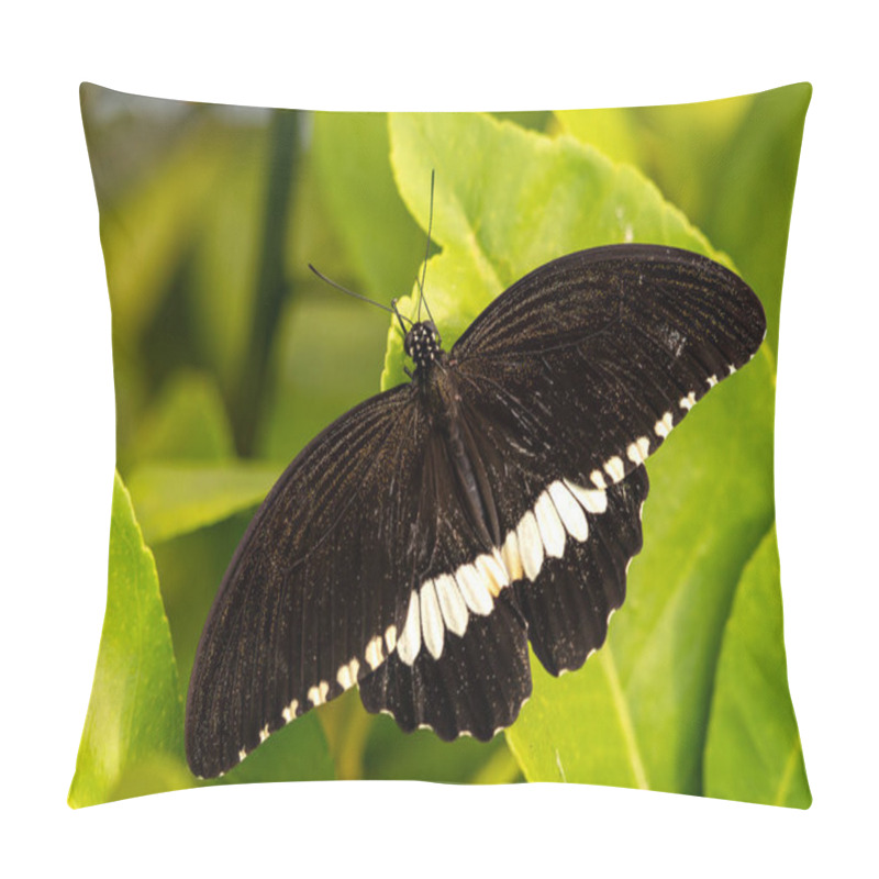 Personality  Common Mormon - Papilio Polytes, Beautiful Large Black Butterfly From Southeast Asian Meadows And Woodlands, Malaysia. Pillow Covers